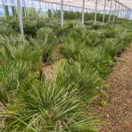 Palmička nízka (Chamaerops Humilis) - výška 40-60 cm, kont. C7L